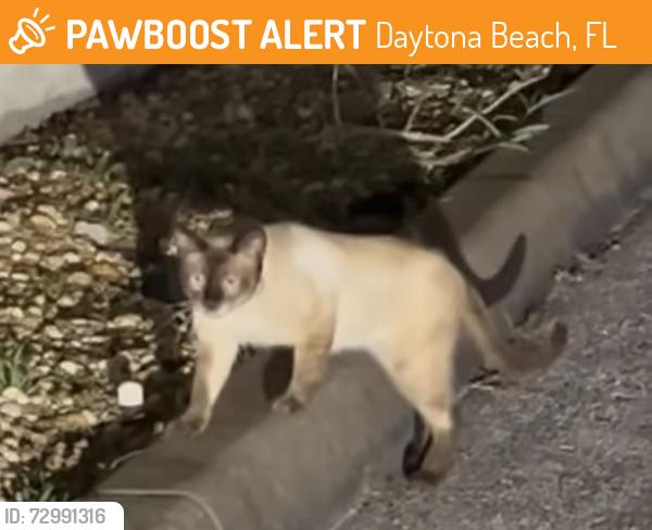 Found/Stray Unknown Cat last seen Ridgewood and Live Oak in Daytona Beach, Daytona Beach, FL 32114