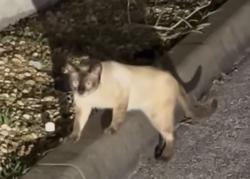 Found/Stray Unknown Cat last seen Ridgewood and Live Oak in Daytona Beach, Daytona Beach, FL 32114