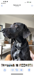 Reunited Female Dog last seen Alton and Hwy 100, Nashville, TN 37205