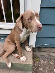 Lost Male Dog last seen Dr MLK jr street, Indianapolis, IN 46208