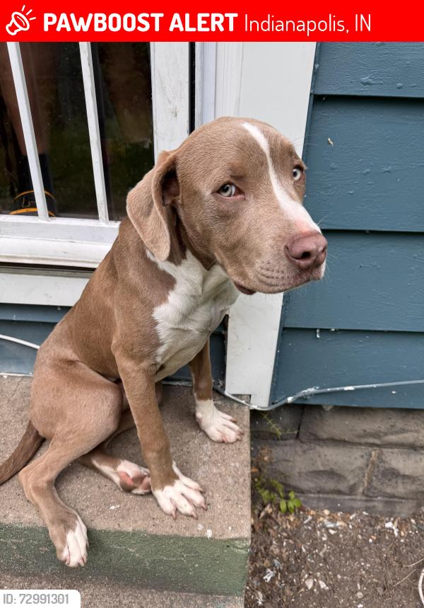 Lost Male Dog last seen Dr MLK jr street, Indianapolis, IN 46208