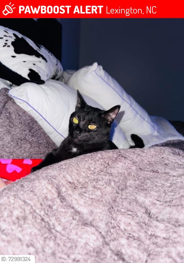 Lost Male Cat last seen Rockway rd, Lexington, NC 27295
