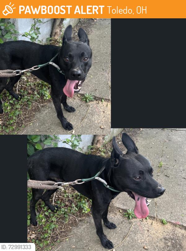 Found/Stray Male Dog last seen Save-a-lot on western ave, Toledo, OH 43609