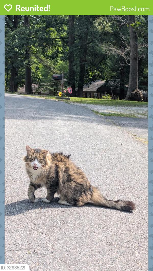 Reunited Unknown Cat last seen Gravier RD, Chesterfield County, VA 23112