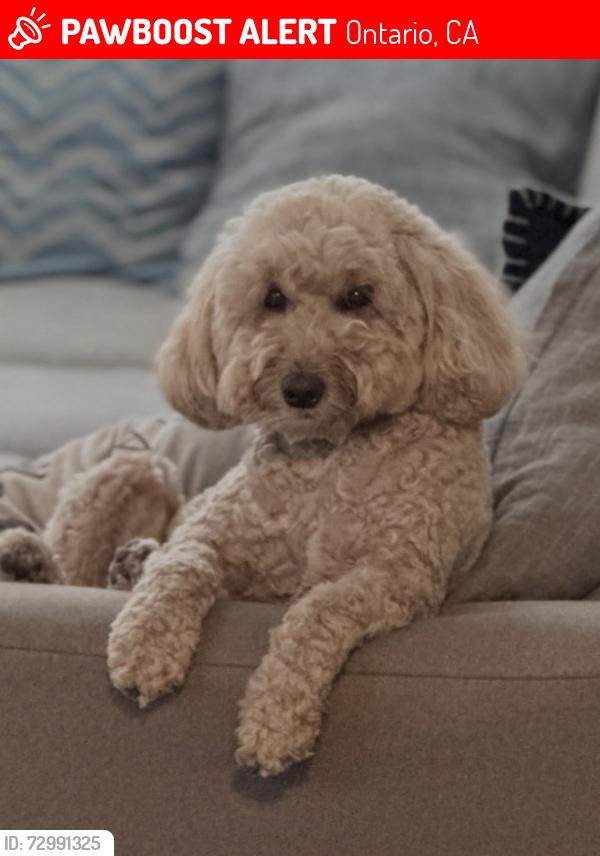 Lost Female Dog last seen In ontario , Ontario, CA 91761