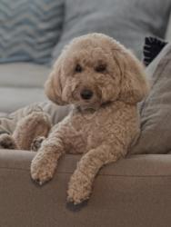Lost Female Dog last seen In ontario , Ontario, CA 91761