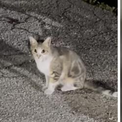 Found/Stray Unknown Cat last seen Ridgewood and Orange Avenue in Daytona Beach, Daytona Beach, FL 32114