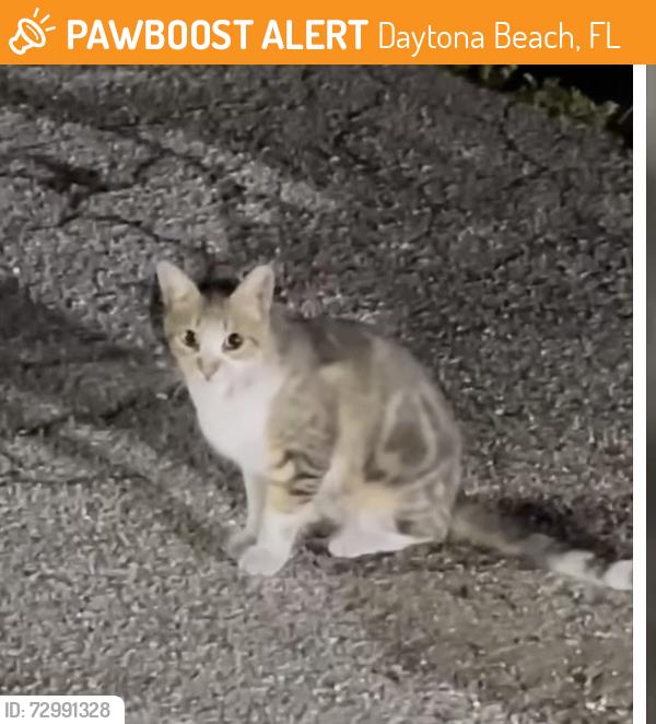 Found/Stray Unknown Cat last seen Ridgewood and Orange Avenue in Daytona Beach, Daytona Beach, FL 32114