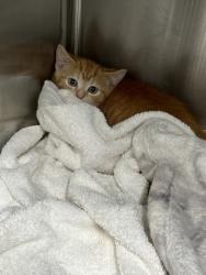 Shelter Stray Male Cat last seen Near Abernathy Rd, Atlanta, GA, 1251 Fulton Industrial Blvd NW, Atlanta, GA 30336, USA