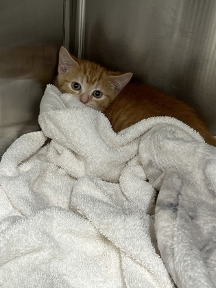 Shelter Stray Male Cat last seen Near Abernathy Rd, Atlanta, GA, 1251 Fulton Industrial Blvd NW, Atlanta, GA 30336, USA