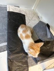 Shelter Stray Male Cat last seen shirley dr., City of Alvarado, TX, 602 S Pkwy Dr, Alvarado, TX 76009, USA