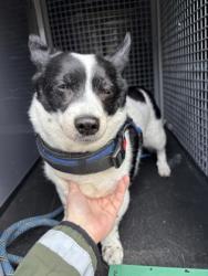 Shelter Stray Male Dog last seen NW Hospital, Seattle, WA, 2061 15th Ave W, Seattle, WA 98119, USA