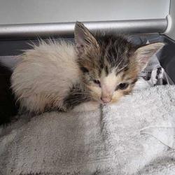 Shelter Stray Female Cat last seen Ridge Run / Ridge Bluff, City of College Station, TX, 5359 Leonard Rd, Bryan, TX 77807, USA