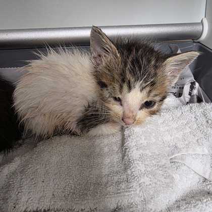 Shelter Stray Female Cat last seen Ridge Run / Ridge Bluff, City of College Station, TX, 5359 Leonard Rd, Bryan, TX 77807, USA