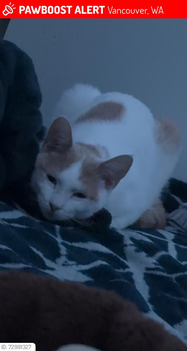 Lost Male Cat last seen By 121st and contractor village , Vancouver, WA 98682