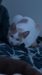 Lost Male Cat last seen By 121st and contractor village , Vancouver, WA 98682