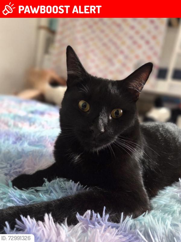 Lost Male Cat last seen SL12EJ , Berkshire, England SL1