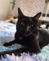 Lost Male Cat last seen SL12EJ , Berkshire, England SL1
