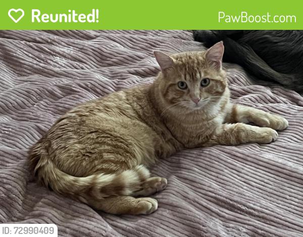 Reunited Male Cat last seen Capital park, Ottawa, ON K1S 2N1