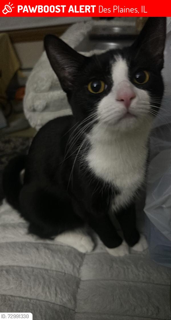 Lost Female Cat last seen dover dr, Des Plaines, IL 60016