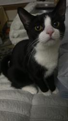 Lost Female Cat last seen dover dr, Des Plaines, IL 60016