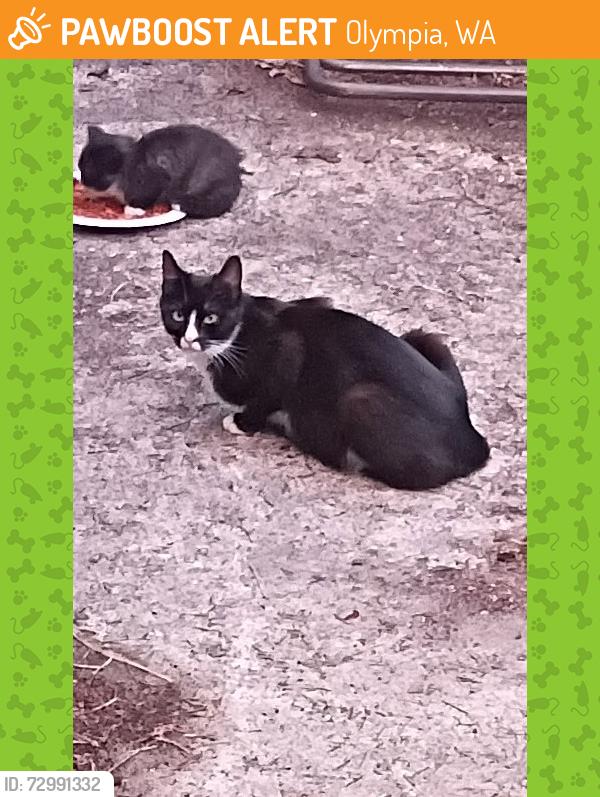 Found/Stray Female Cat last seen 81st avenue , Olympia, WA 98501