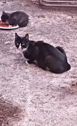 Found/Stray Female Cat last seen 81st avenue, Olympia, WA 98501