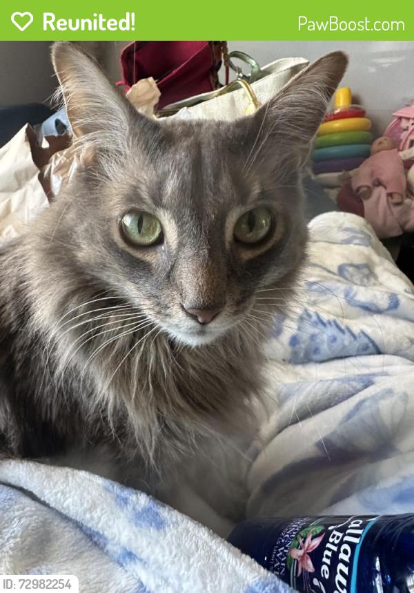 Reunited Male Cat last seen Sharon and beggs rd lockhart, Orange County, FL 32810