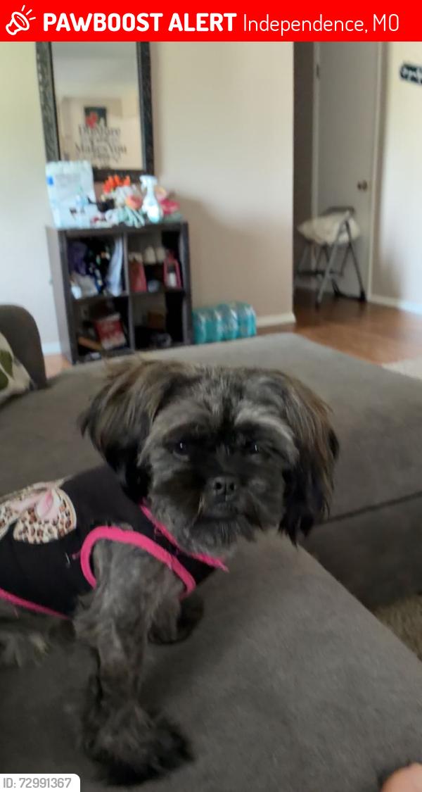 Lost Female Dog last seen By Lee summit road and 39th street, Independence, MO 64055
