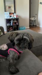 Lost Female Dog last seen By Lee summit road and 39th street, Independence, MO 64055