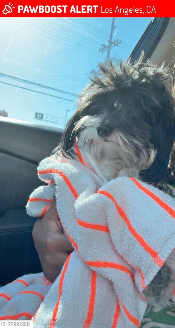 Lost Female Dog last seen Bothwell rd / ingomar st , Los Angeles, CA 91335