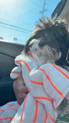 Lost Female Dog last seen Bothwell rd / ingomar st , Los Angeles, CA 91335