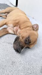 Found/Stray Male Dog last seen Biscayne, Miami, FL 33138