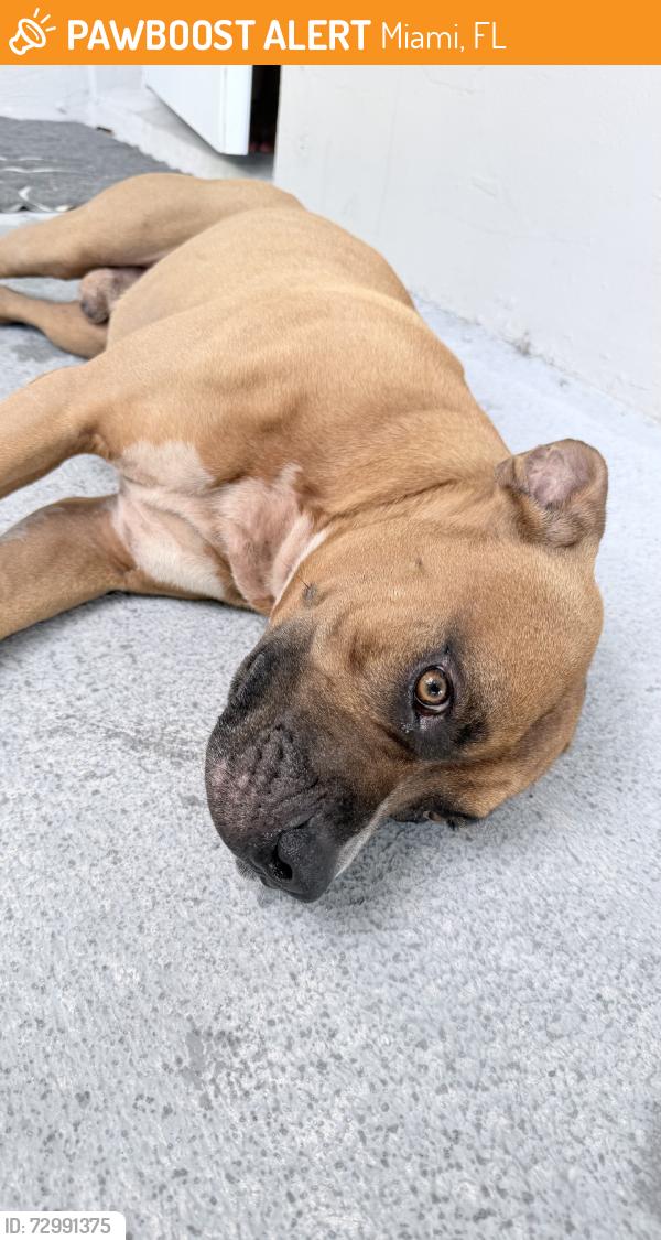 Found/Stray Male Dog last seen Biscayne, Miami, FL 33138
