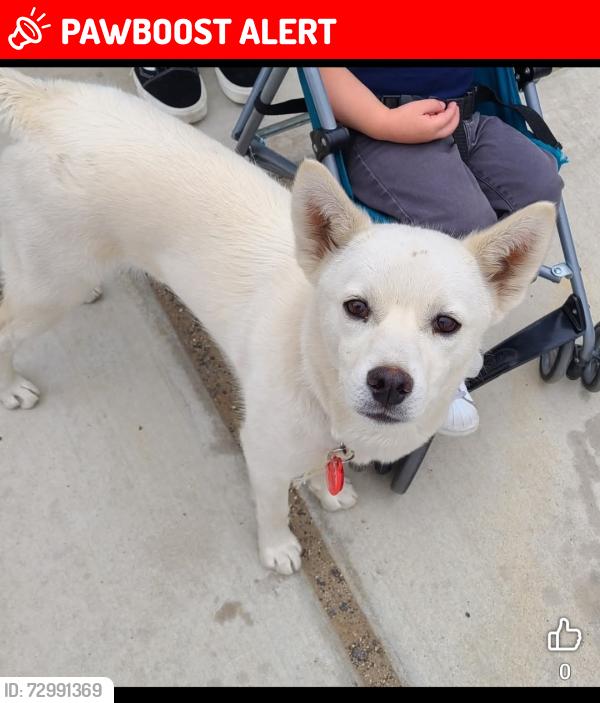 Lost Female Dog last seen 155st east ave O, Lake Los Angeles, CA 93535