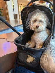 Lost Female Dog last seen Near Ter , Miami-Dade County, FL 33032