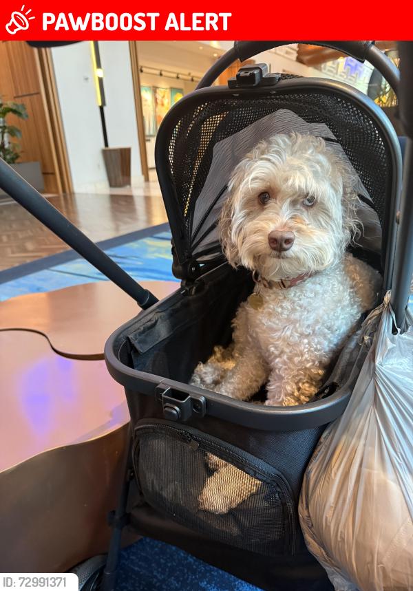 Lost Female Dog last seen Near Ter , Miami-Dade County, FL 33032