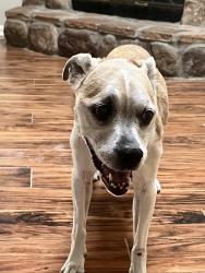 Reunited Female Dog last seen Featherwood Dr S and Windrift Lane, Jacksonville, FL 32233