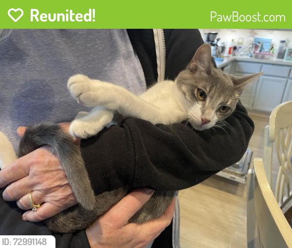 Reunited Female Cat last seen Prewett Ranch, Antioch, CA 94531