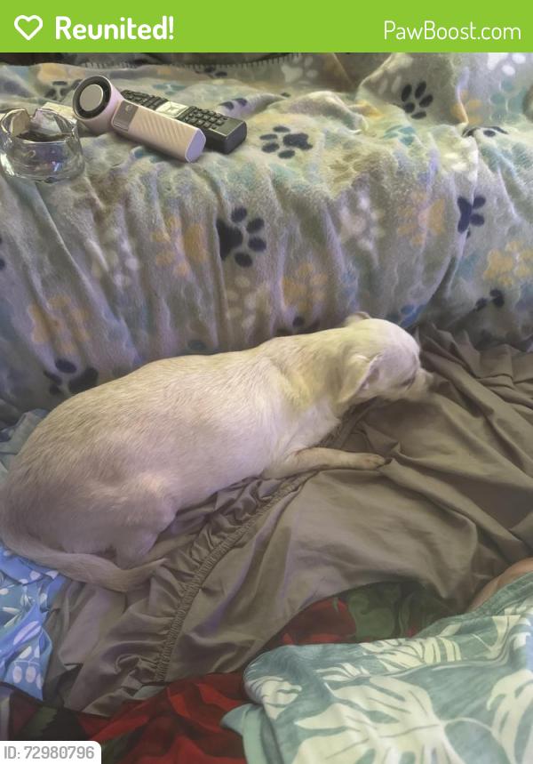 Reunited Female Dog last seen Sophie Ann Dr. between Redfield and Orrell St. , Pasadena, TX 77503