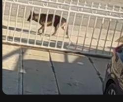 Found/Stray Female Dog last seen Avalon , Los Angeles, CA 90061