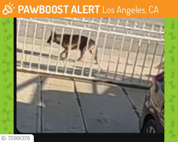 Found/Stray Female Dog last seen Avalon , Los Angeles, CA 90061