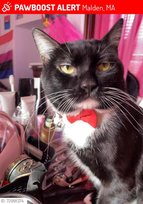 Lost Male Cat last seen Near cross street Malden MA, Malden, MA 02148