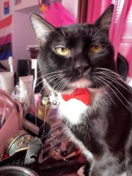 Lost Male Cat last seen Near cross street Malden MA, Malden, MA 02148