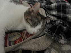 Reunited Female Cat last seen Live oak manor park , Los Gatos, CA 95032
