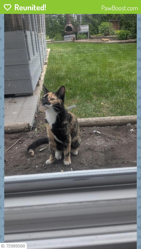 Reunited Female Cat last seen Cloverbar area, Sherwood Park, AB T6S 1G1