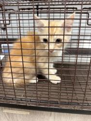 Shelter Stray Male Cat last seen Near Daffodil Loop, LAFAYETTE, LA, 70506, 410 Dugas Rd, Lafayette, LA 70507, USA