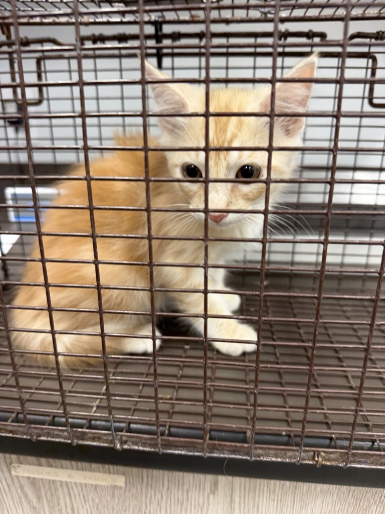 Shelter Stray Male Cat last seen Near Daffodil Loop, LAFAYETTE, LA, 70506, 410 Dugas Rd, Lafayette, LA 70507, USA