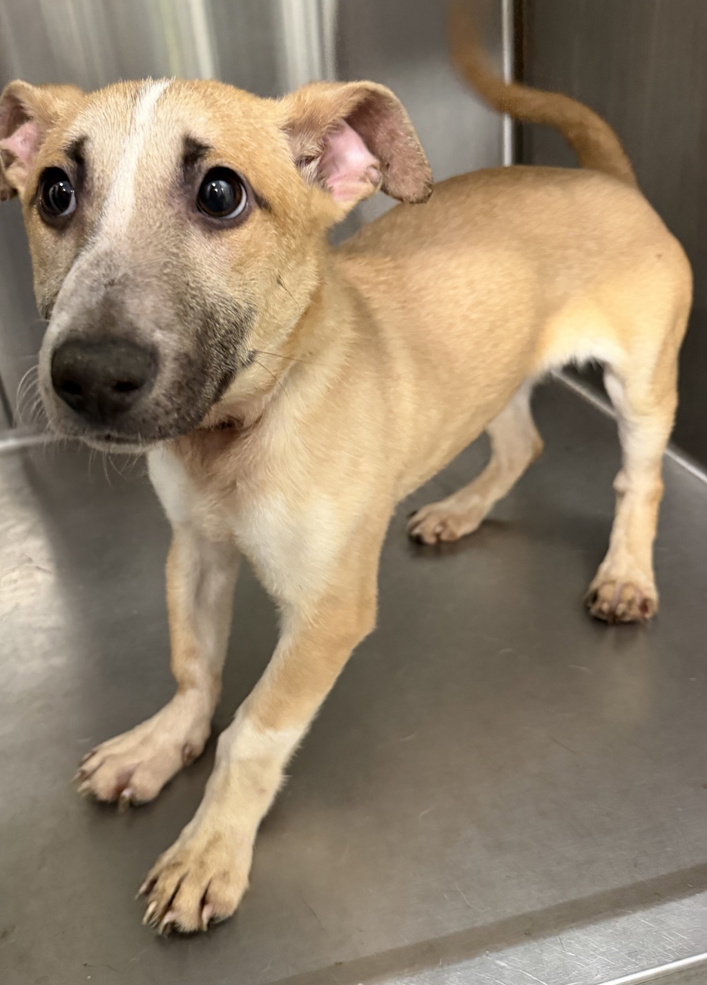 Shelter Stray Male Dog last seen Near Martin Luther King Jr Drive, LAFAYETTE, LA, 70501, 410 Dugas Rd, Lafayette, LA 70507, USA