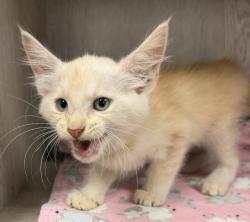 Shelter Stray Male Cat last seen Moss Street, LAFAYETTE, LA, 70507, 410 Dugas Rd, Lafayette, LA 70507, USA
